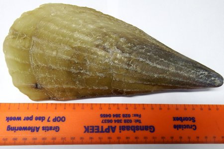 Die Horse mussel (Atrina squamifera)